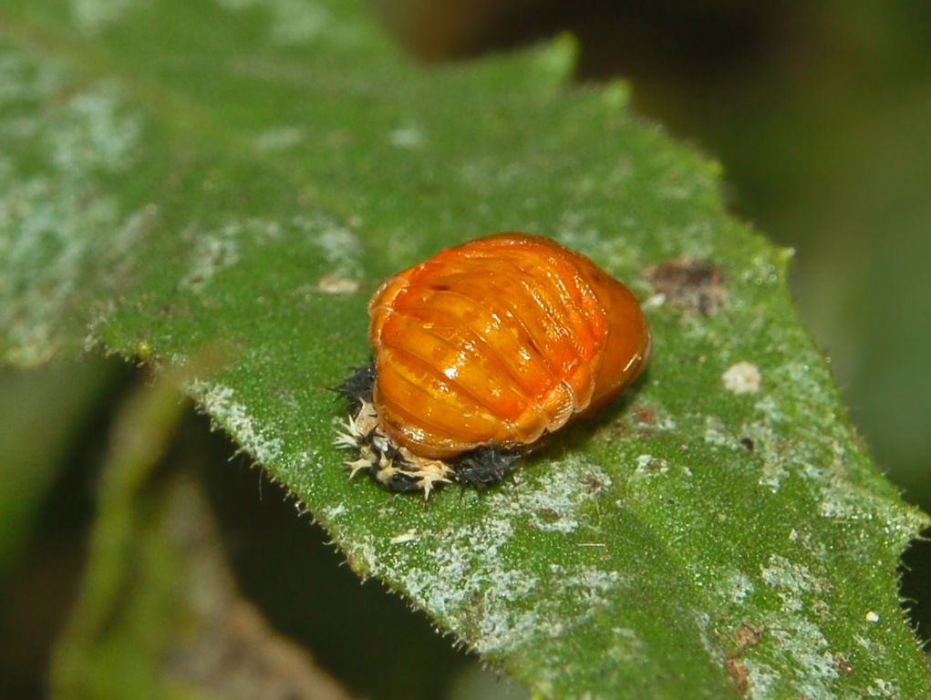 Una coccinella e la sua pupa: Harmonia axyridis